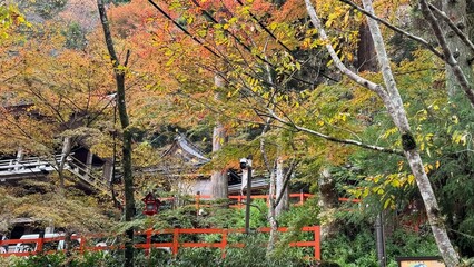 紅葉