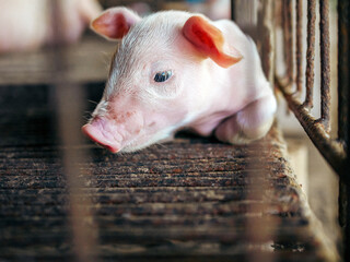 A week-old piglet cute newborn on the pig farm with other piglets, Close-up