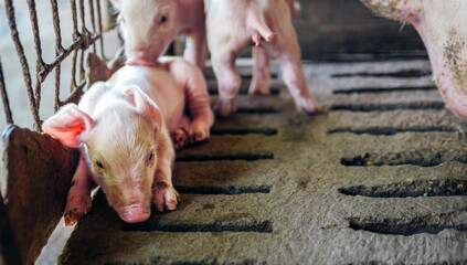 A week-old piglet cute newborn close your eyes and sleeping on the pig farm with other piglets,...