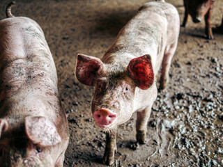 Breeder pig with dirty body, Close-up of Pig's body.Big pig on a farm in a pigsty, young big domestic pig at animal farm indoors