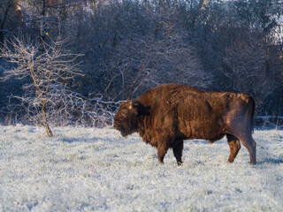 European bison in a winter landscape