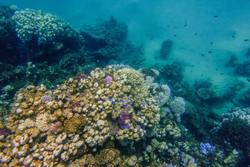 view into the dephts with colorful corals during snorkeling