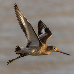Godwit flying