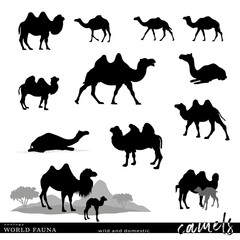 Set of camel silhouettes. Vector illustration.