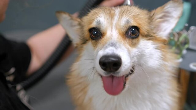 A adorable welsh corgi pembroke getting his fur dried with a blower at the groomer in grooming salon.