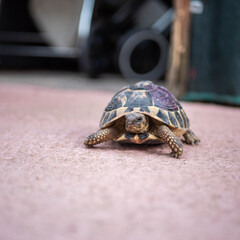 Tortue