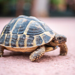 Tortue