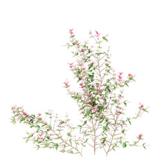 3d illustration of set Trachelospermum asiaticum Hatsuyukikazura creeper isolated on transparent background