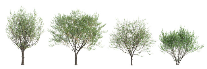 3d illustration of set Salix caprea tree isolated transparent background