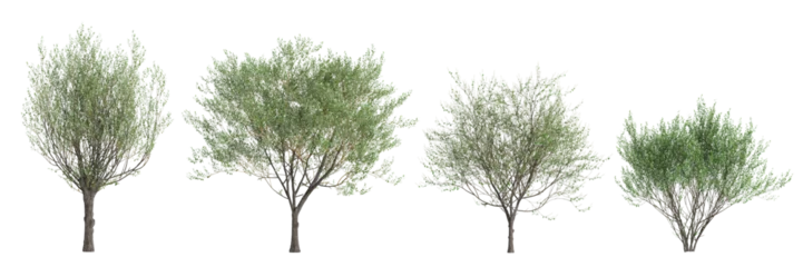 Foto op Plexiglas 3d illustration of set Salix caprea tree isolated transparent background © TrngPhp