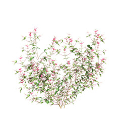 Obraz na płótnie Canvas 3d illustration of set Trachelospermum asiaticum Hatsuyukikazura creeper isolated on transparent background