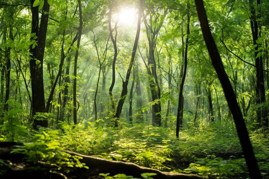 the serene ambiance of natural forest clearing, with beams of sunlight piercing through the dense canopy and illuminating the ground below © Ruby