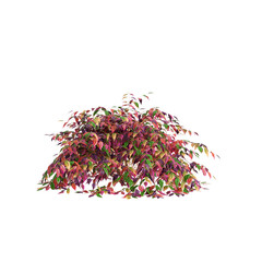 3d illustration of Nandina domestica Otafukunanten bush isolated on transparent background