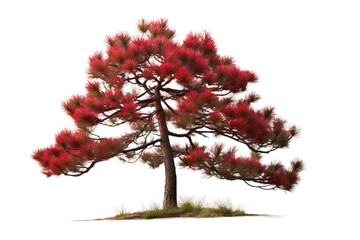 Red Pine White Isolation on a transparent background