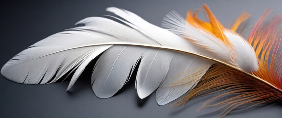 White feathers on a colorful background