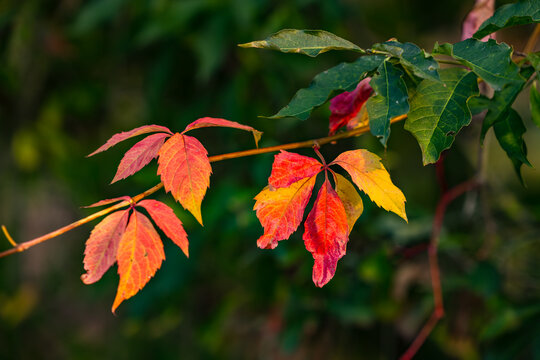 Herbstliche Blätter in den Farben grün, gelb und rot