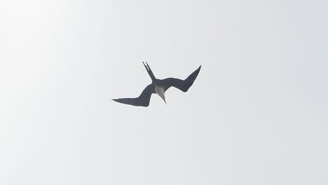 frigate birds flying in baja california sur la paz mexico