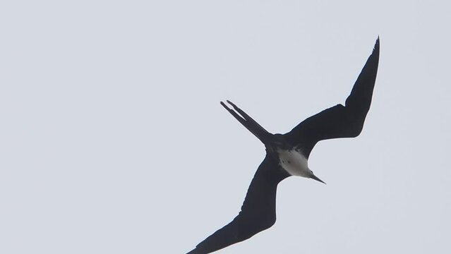 frigate birds flying in baja california sur la paz mexico