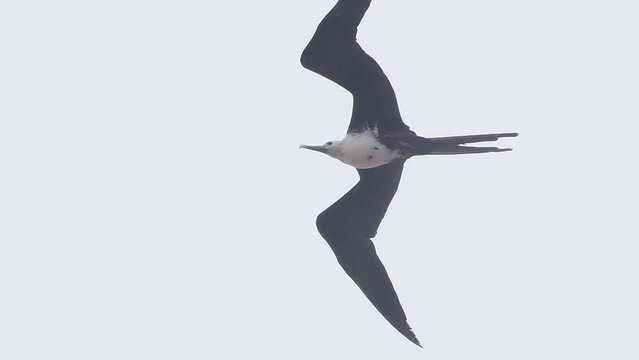 frigate birds flying in baja california sur la paz mexico