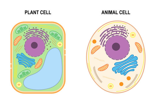 The structure of a plant cell and an animal cell.