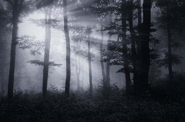 light in dark fantasy forest landscape