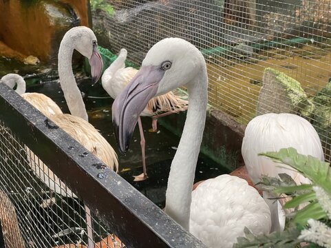 a group of birds in a cage looking at something.