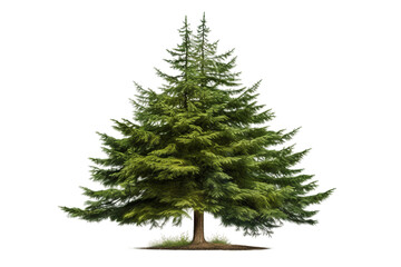 Isolated White Spruce Tree on a transparent background