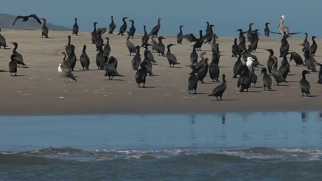 cormorant colony in baja california sur puerto chale magdalena bay