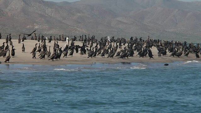 cormorant colony in baja california sur puerto chale magdalena bay