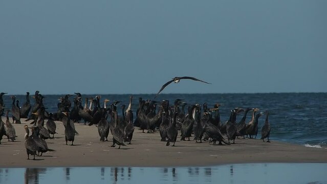 cormorant colony in baja california sur puerto chale magdalena bay