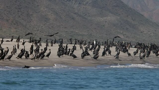 cormorant colony in baja california sur puerto chale magdalena bay