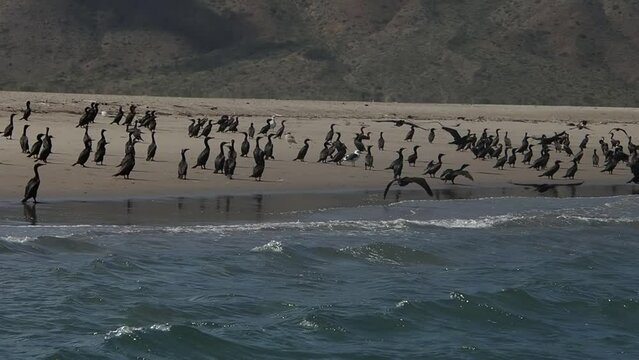 cormorant colony in baja california sur puerto chale magdalena bay