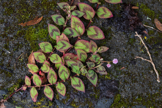 Virginia knotweed growing on the ground with pink blooming flowers