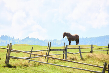 Rustic Serenity: Graceful Brown Horse Amidst Majestic Mountain S