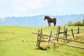Rustic Serenity: Graceful Brown Horse Amidst Majestic Mountain S