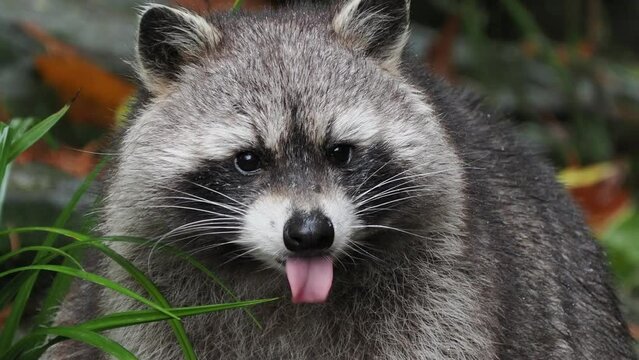 cute raccoon looking ar you