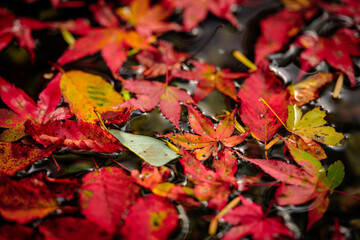 Beautiful view of floating red maple leaves in the river in autumn, Nature or outdoor, High resolution over 50MP