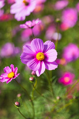 季節の花