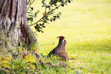 Fototapeta premium Male and female Kalij Pheasant in the grass