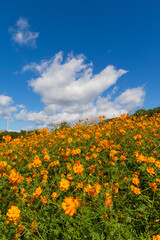 Fototapeta premium 季節の花