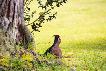 Male and female Kalij Pheasant in the grass
