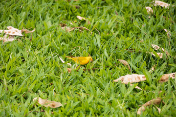 Saffron finch in the grass