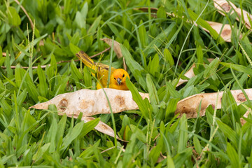 Saffron finch in the grass