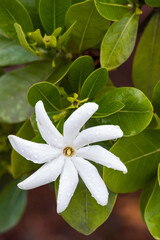 White Pinwheel jasmine flower close-up
