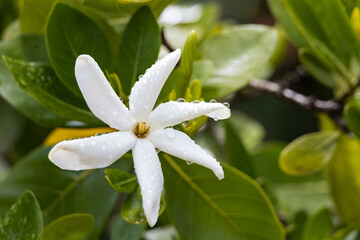 White Pinwheel jasmine flower close-up
