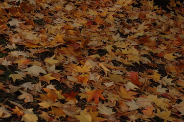 autumn leaves background