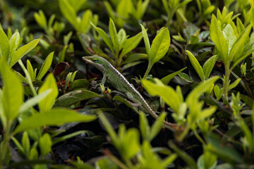 Gecko sitting on green leaves