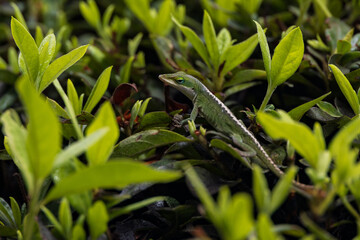 Gecko sitting on green leaves