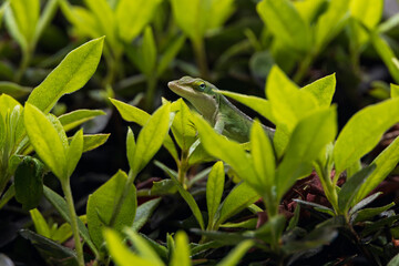 Gecko sitting on green leaves