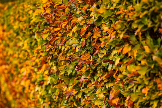 Perspektive entlang einer herbstlich gefärbten Hecke im Herbst